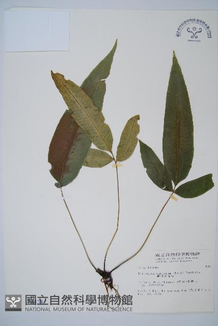 細柄雙蓋蕨藏品圖，第1張