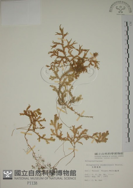 生根卷柏藏品圖，第1張