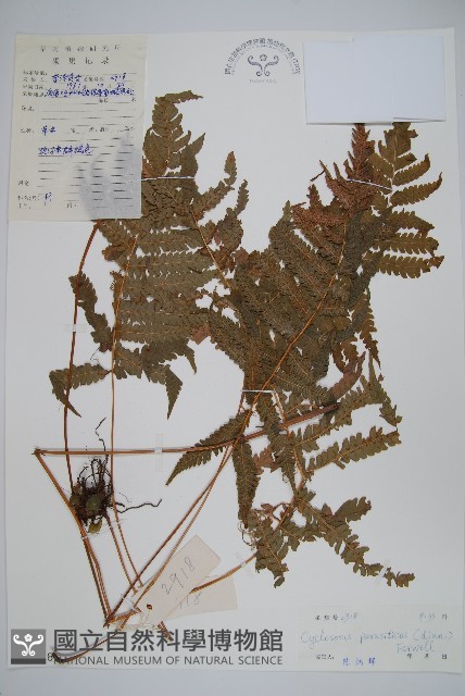 密毛毛蕨藏品圖，第1張