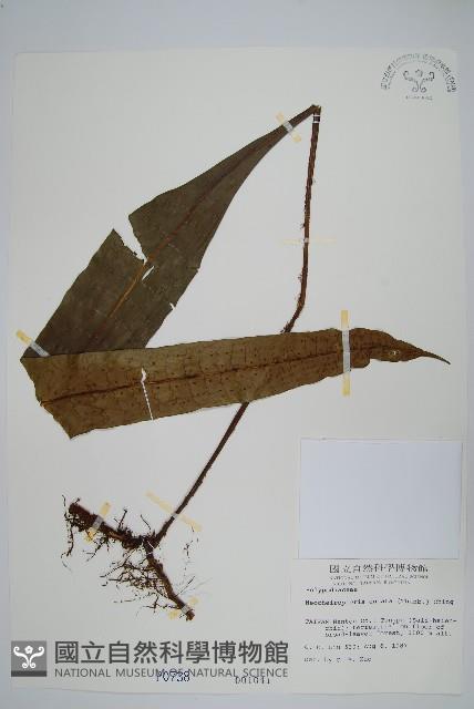 扇蕨藏品圖，第1張