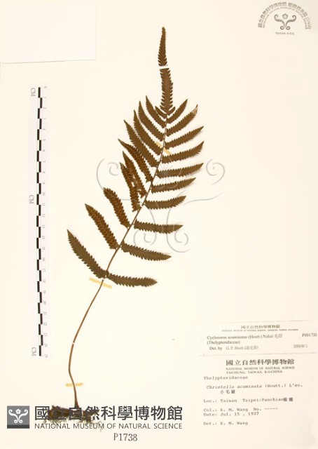 毛蕨藏品圖，第1張