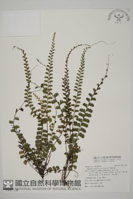 愛氏鐵線蕨藏品圖，第1張