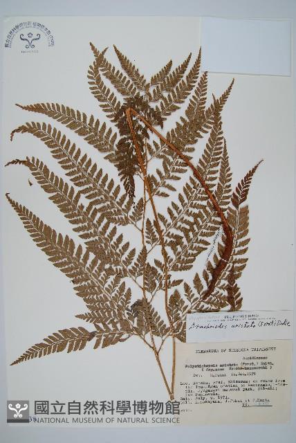 細葉複葉耳蕨藏品圖，第1張