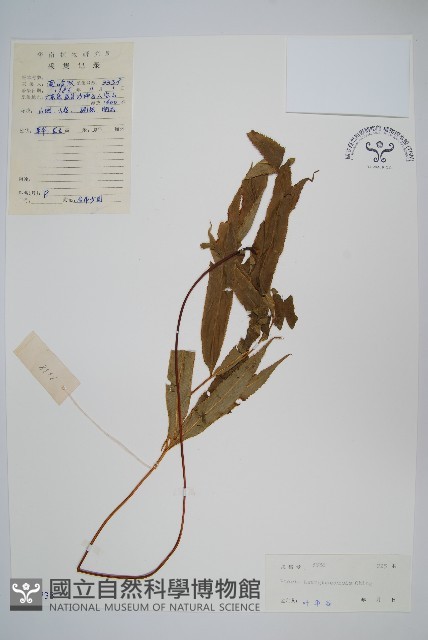 登錄號:P004738藏品圖，第1張