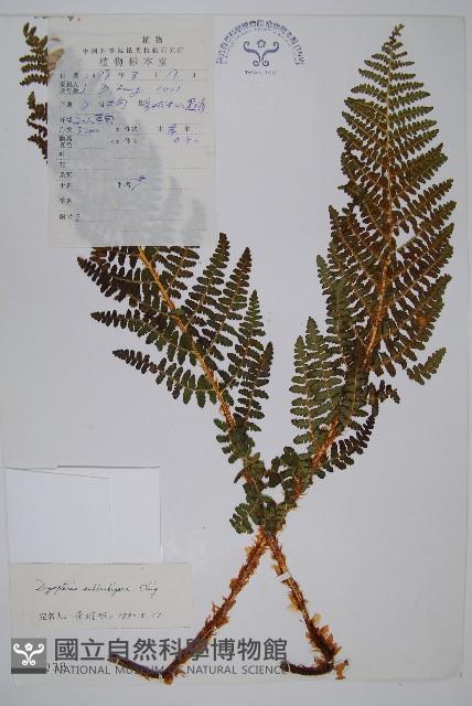 近多鱗毛蕨藏品圖，第1張
