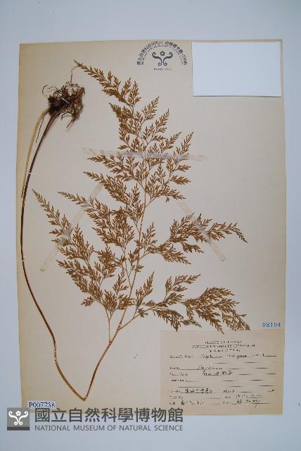 高山金粉蕨藏品圖，第1張