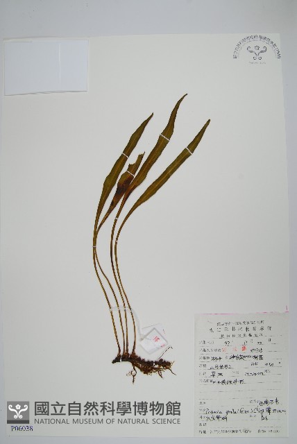 中國石葦藏品圖，第1張