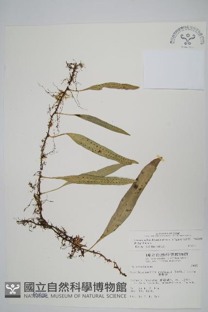 骨牌蕨藏品圖，第1張