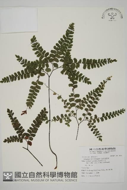 扇葉鐵線蕨藏品圖，第1張