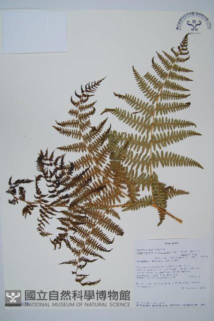 蕨藏品圖，第1張