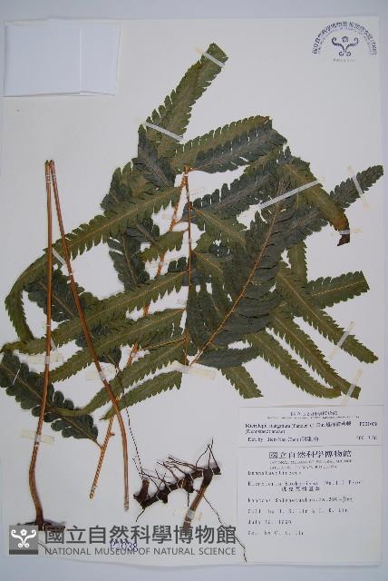 邊緣鱗蓋蕨藏品圖，第1張