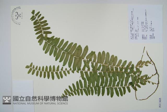 藤蕨藏品圖，第1張