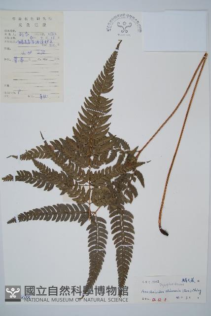 中華複葉耳蕨藏品圖，第1張