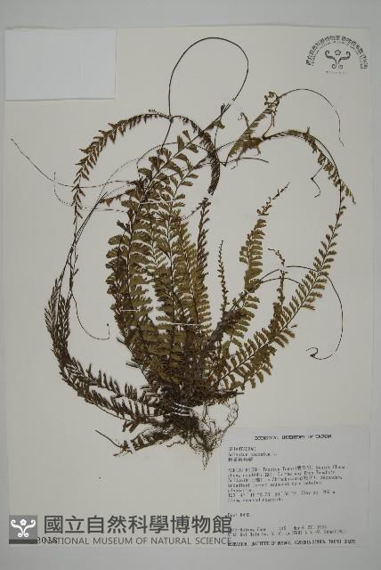 鞭葉鐵線蕨藏品圖，第1張