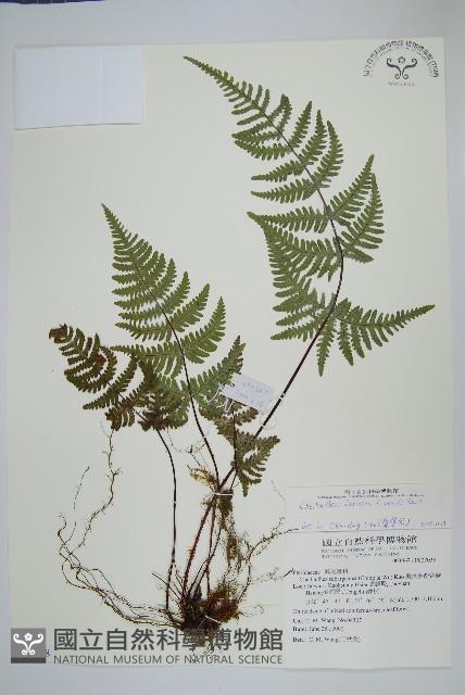深山粉背蕨藏品圖，第1張