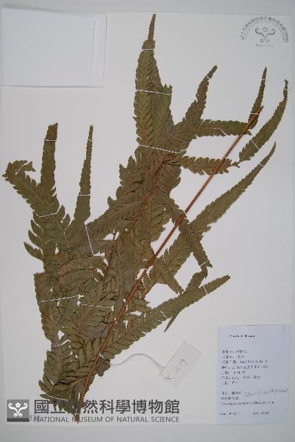 邊緣鱗蓋蕨藏品圖，第1張