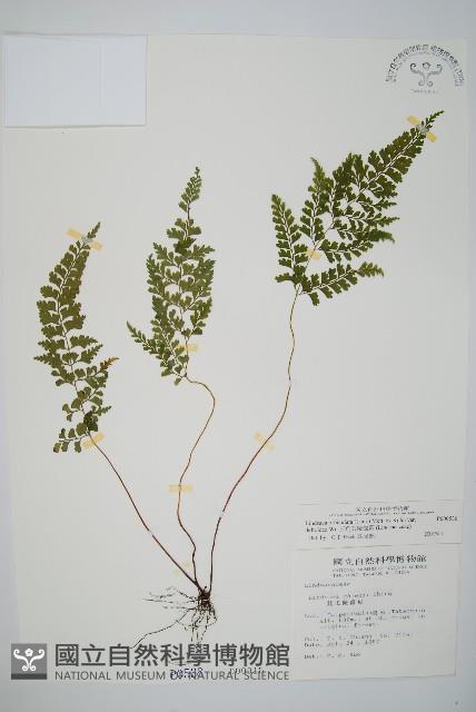 三角葉陵齒蕨藏品圖，第1張