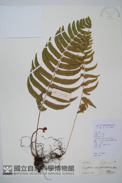 迷人鱗毛蕨、異蓋鱗毛蕨藏品圖，第1張