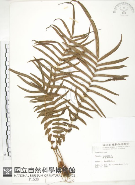 鱗蓋鳳尾蕨藏品圖，第1張
