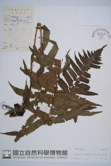 鱗軸短腸蕨藏品圖，第1張