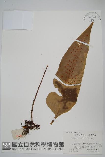 盾蕨藏品圖，第1張