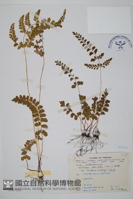 闊片陵齒蕨藏品圖，第1張