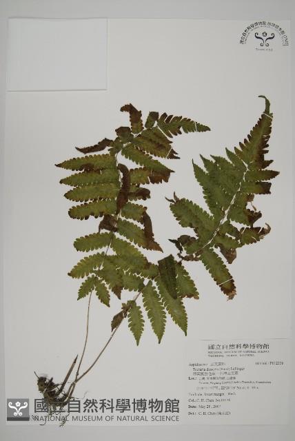 薄葉擬肋毛蕨、南洋三叉蕨藏品圖，第1張