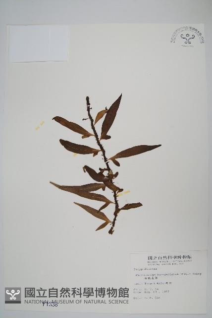 波氏星蕨藏品圖，第1張