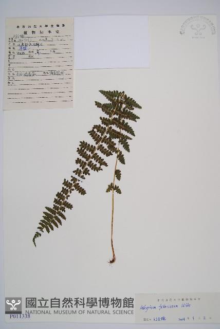 麥稈蹄蓋蕨藏品圖，第1張