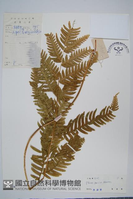 傅氏鳳尾蕨藏品圖，第1張