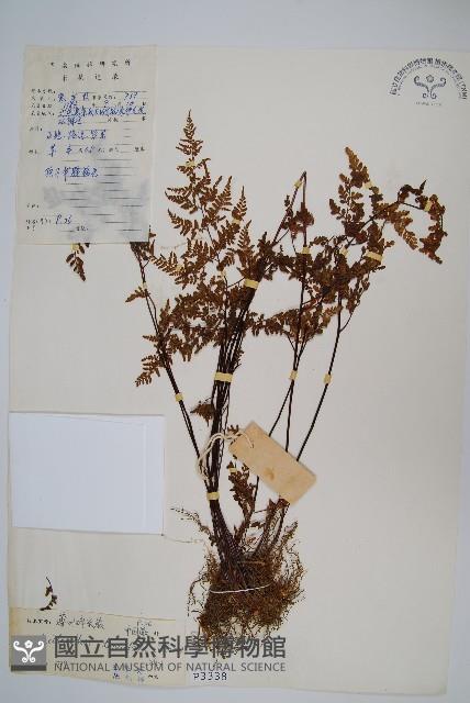 薄葉碎米蕨藏品圖，第1張