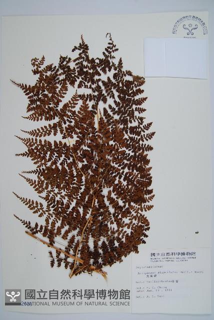 魚鱗蕨藏品圖，第1張