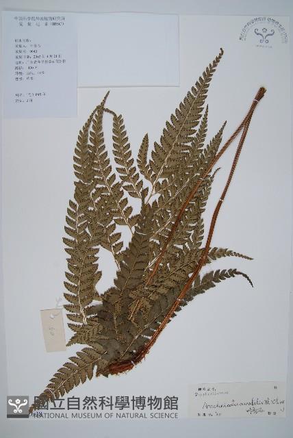 屋久複葉耳蕨藏品圖，第1張