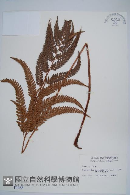 細葉複葉耳蕨藏品圖，第1張