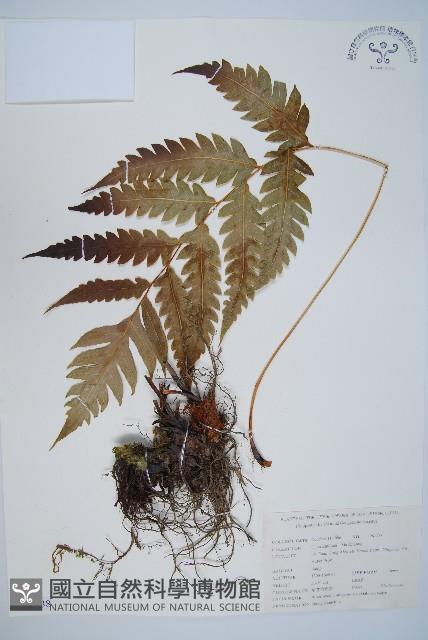 生芽狗脊蕨、頂芽狗脊蕨藏品圖，第1張