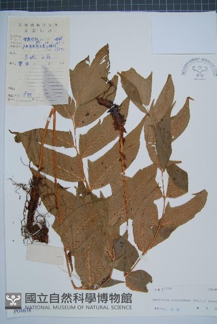 細齒貫眾蕨藏品圖，第1張