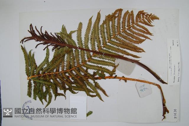 Accession Number:P003638 Collection Image, Figure 1, Total 2 Figures