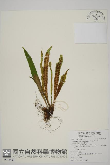 劍葉鐵角蕨、箭葉鐵角蕨藏品圖，第1張