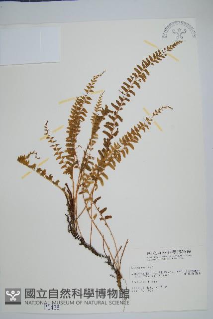 攀緣陵齒蕨、攀緣鱗始蕨藏品圖，第1張