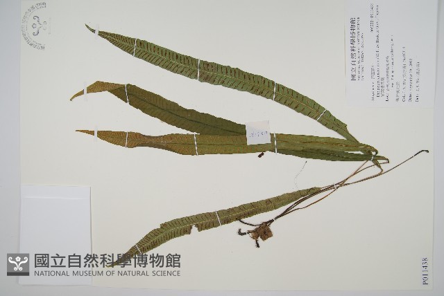 單葉雙蓋蕨藏品圖，第1張