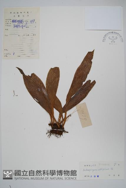 水芋葉車前、美葉車前蕨藏品圖，第1張