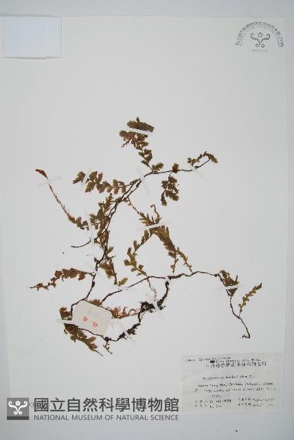 瓶蕨藏品圖，第1張