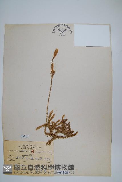 石松藏品圖，第1張