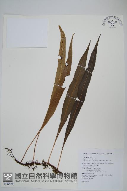 波氏星蕨藏品圖，第1張