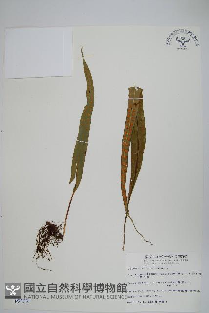 粵瓦葦藏品圖，第1張