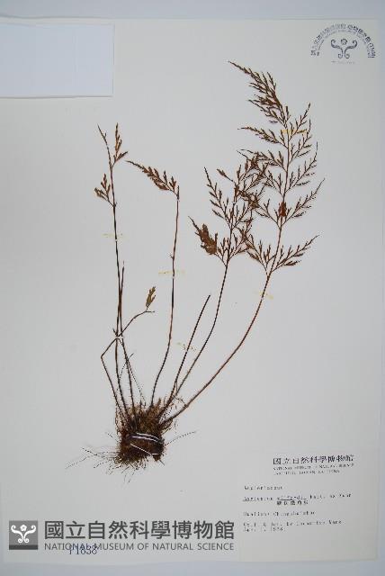 威氏鐵角蕨藏品圖，第1張