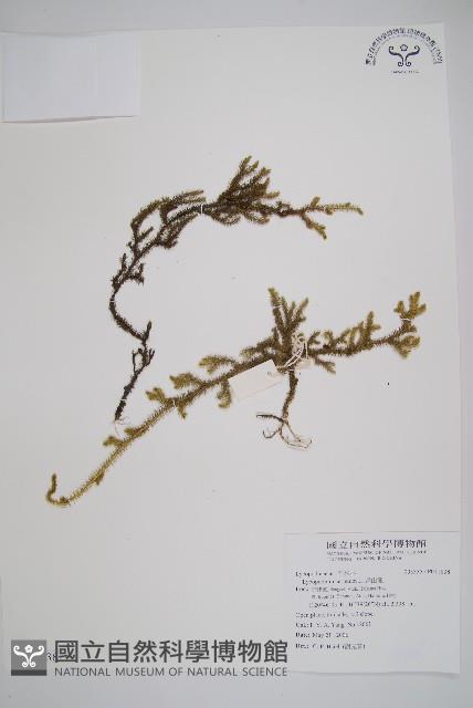 過山龍藏品圖，第1張