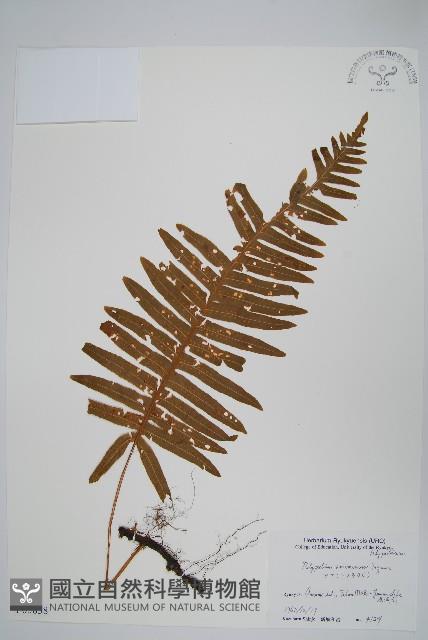 登錄號:P005838藏品圖，第1張