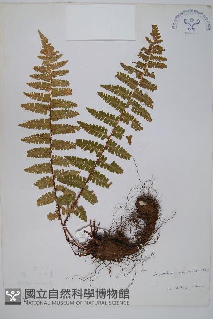 尖齒鱗毛蕨藏品圖，第1張