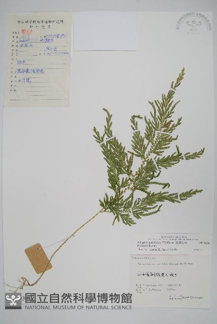 異葉卷柏藏品圖，第1張